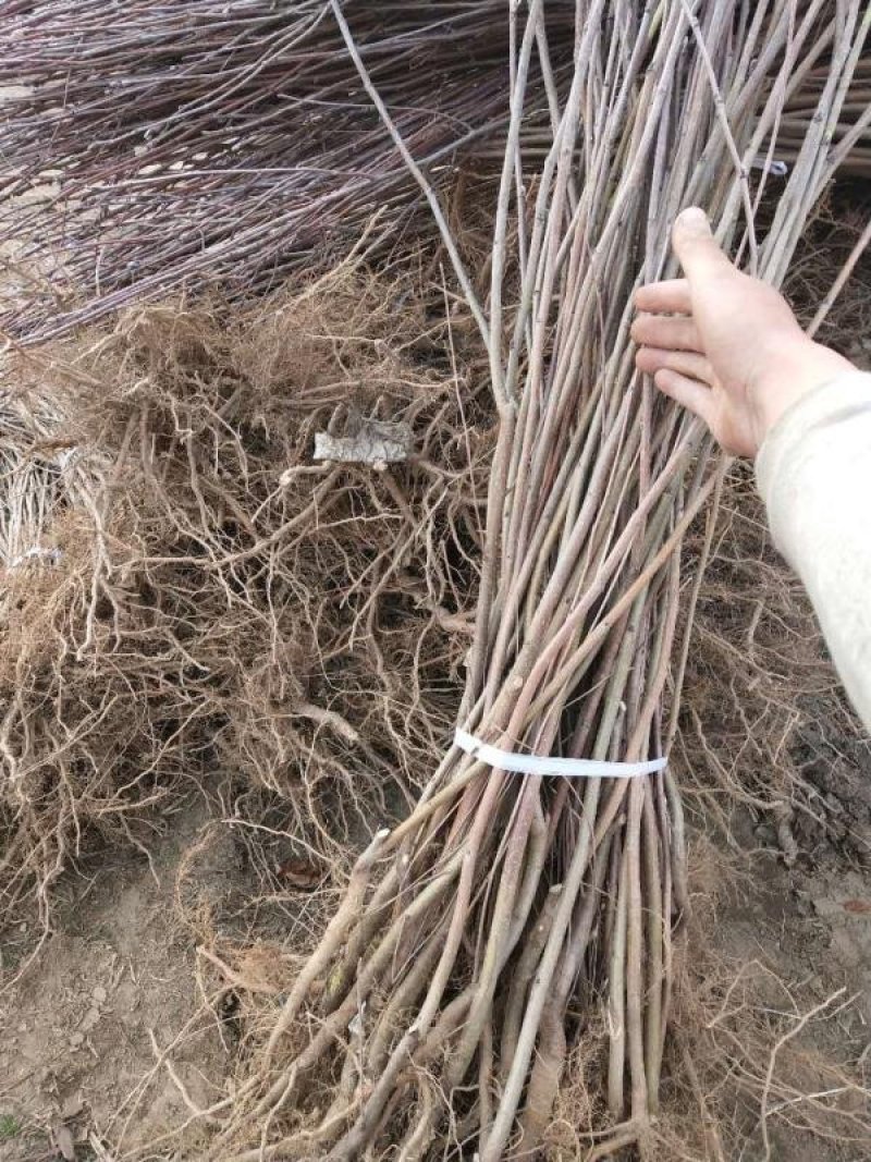 正阳苗圃常年出售各种规格花楸苗（百花花楸），质量好价格低