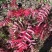 正阳苗圃常年出售各种规格花楸苗（百花花楸），质量好价格低