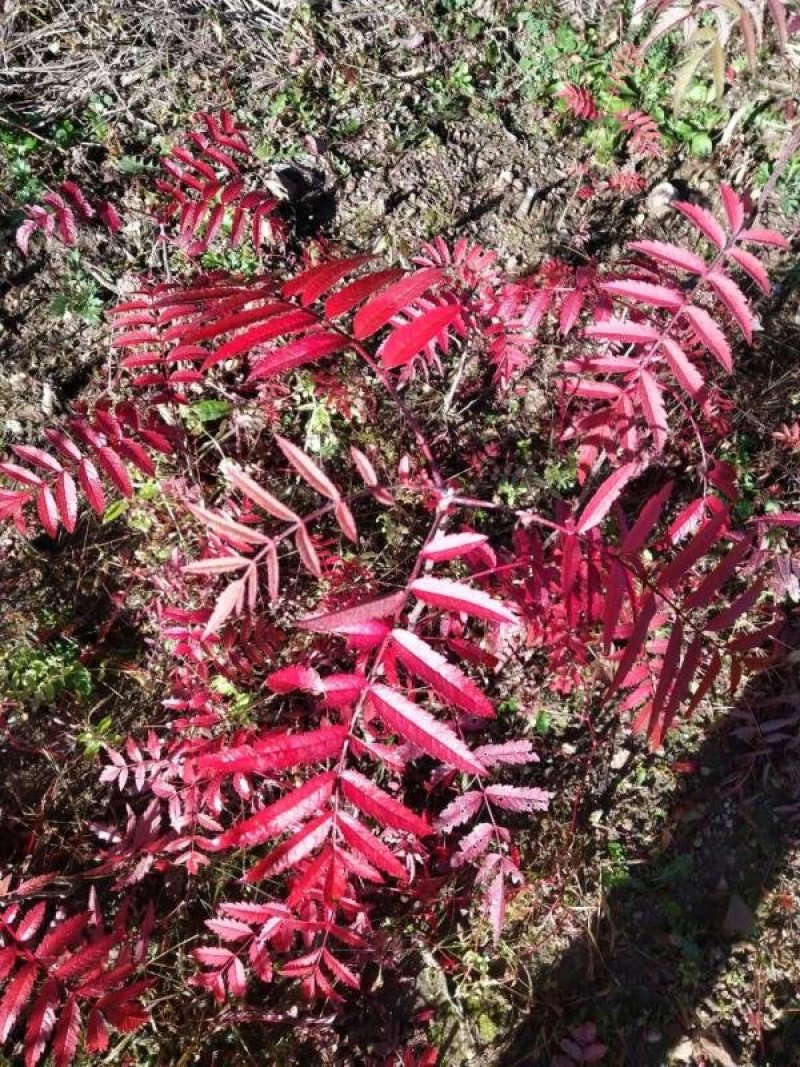 正阳苗圃常年出售各种规格花楸苗（百花花楸），质量好价格低