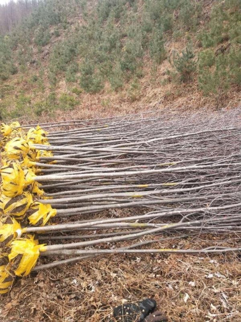 正阳苗圃常年出售各种规格花楸苗（百花花楸），质量好价格低