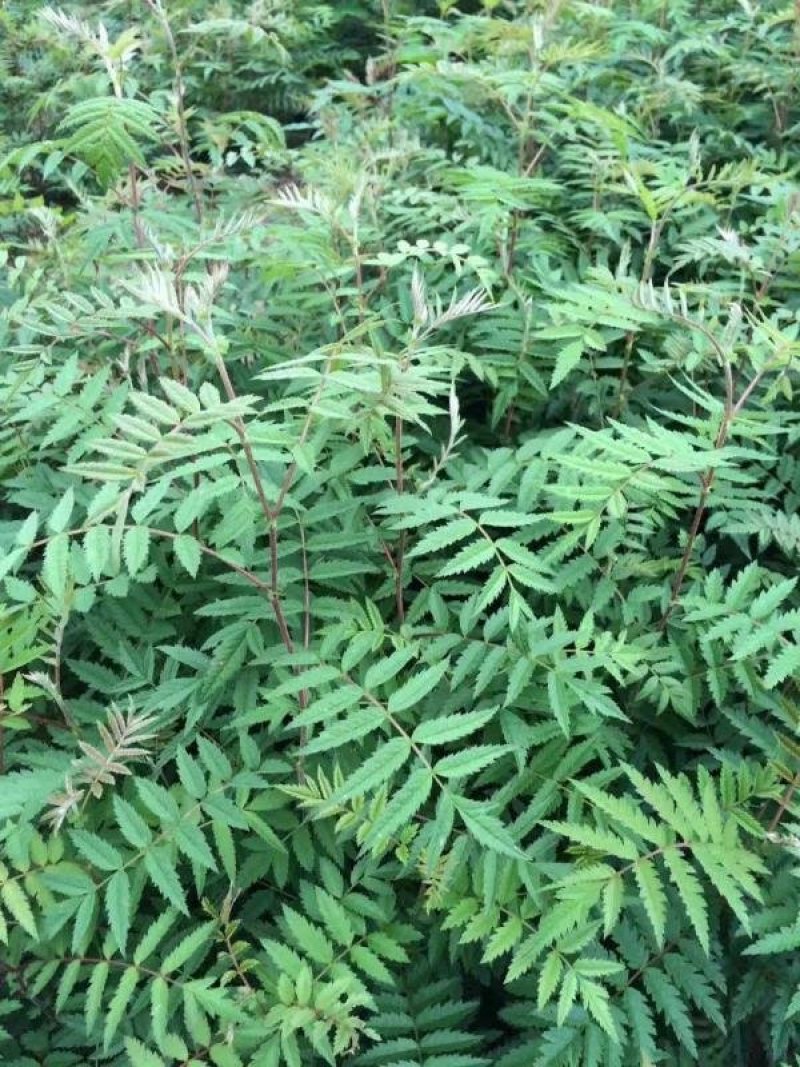正阳苗圃常年出售各种规格花楸苗（百花花楸），质量好价格低