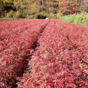 正阳苗圃常年出售各种规格花楸苗（百花花楸），质量好价格低