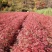 正阳苗圃常年出售各种规格花楸苗（百花花楸），质量好价格低