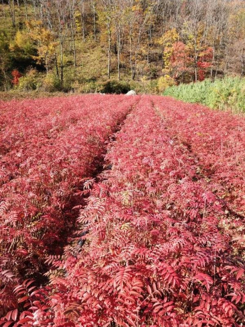 正阳苗圃常年出售各种规格花楸苗（百花花楸），质量好价格低