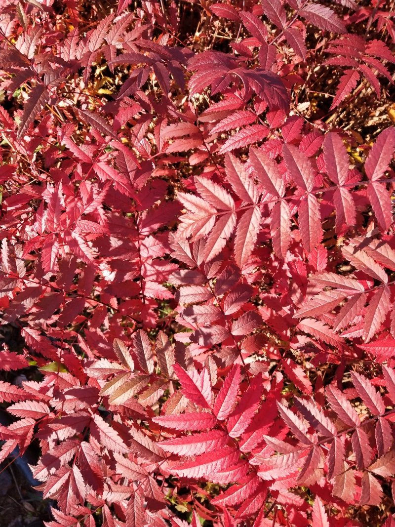 正阳苗圃常年出售各种规格花楸苗（百花花楸），质量好价格低