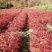正阳苗圃常年出售各种规格花楸苗（百花花楸），质量好价格低