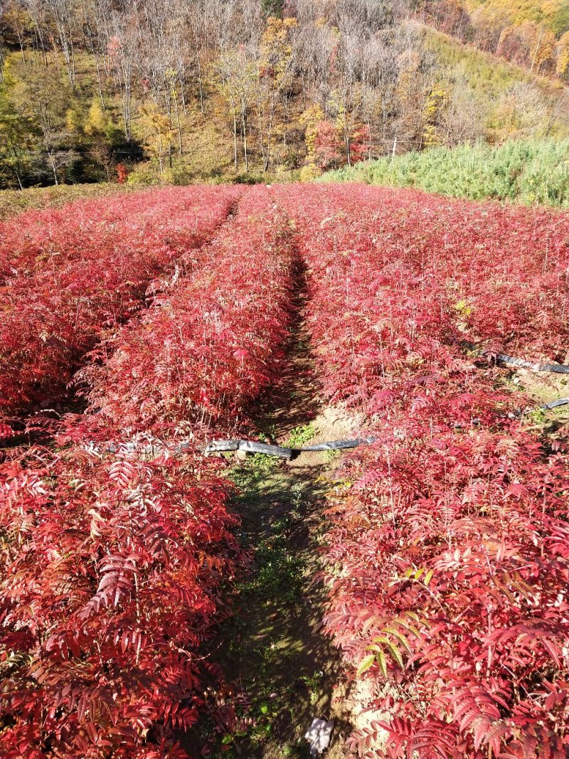 正阳苗圃常年出售各种规格花楸苗（百花花楸），质量好价格低