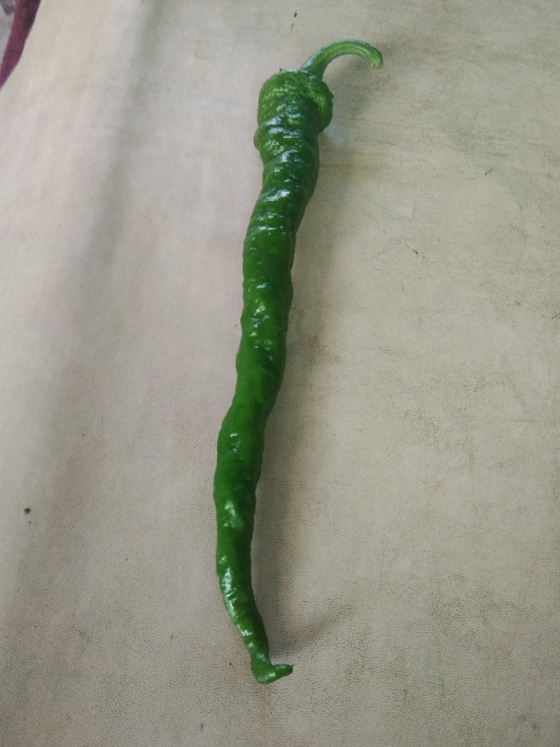麻辣椒，螺丝椒，大羊椒