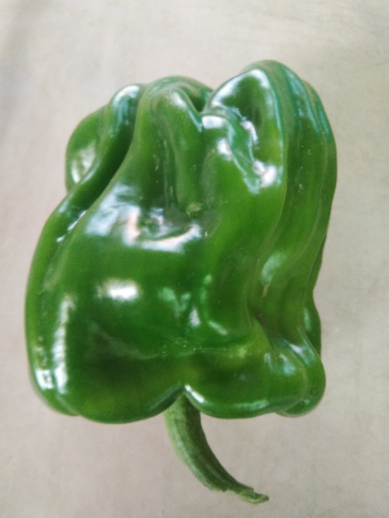 麻辣椒，螺丝椒，大羊椒
