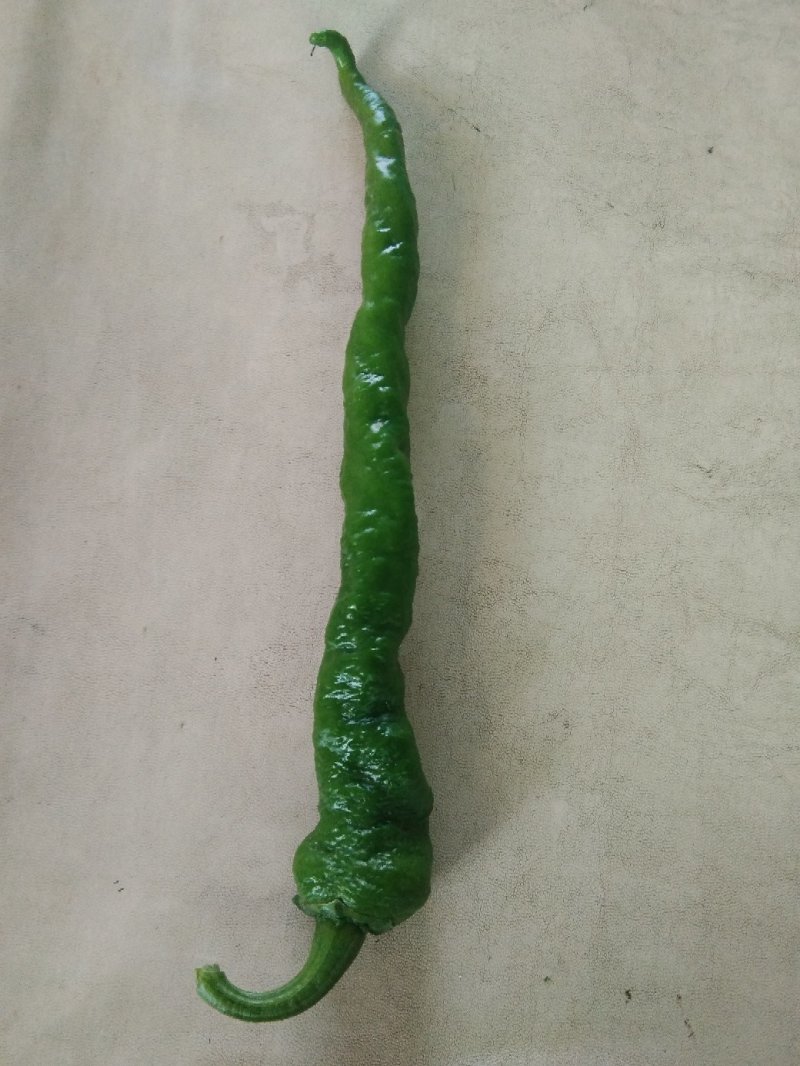 麻辣椒，螺丝椒，大羊椒