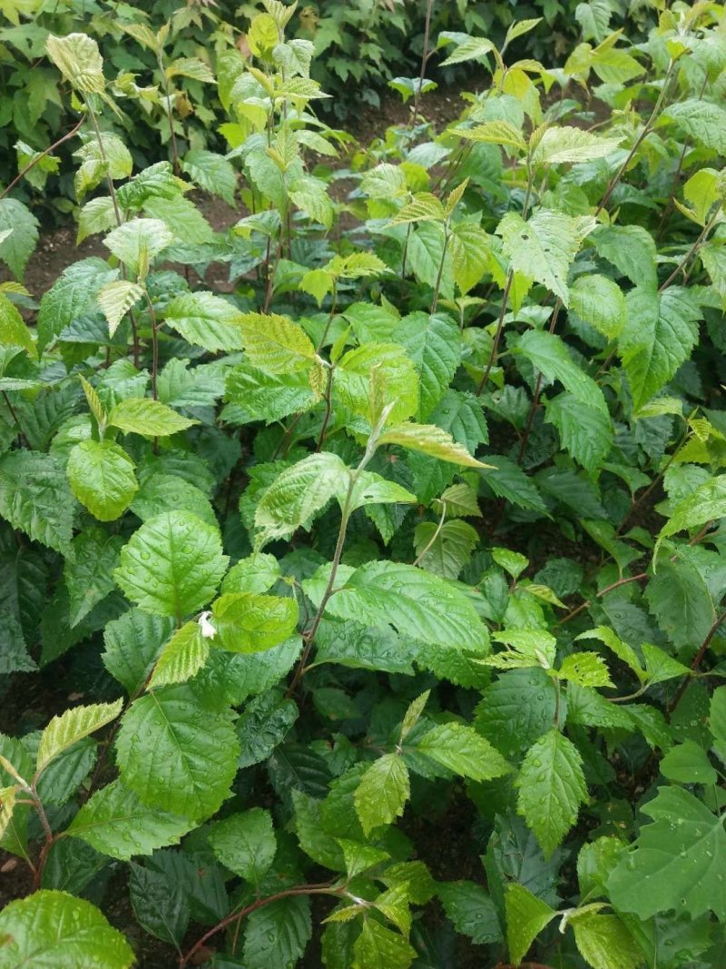 苗农直销水榆花楸1~2年苗，水榆花楸苗花楸苗