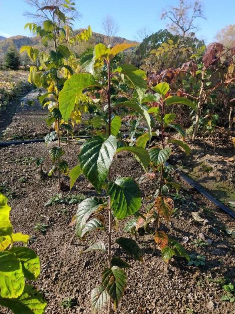 苗农直销水榆花楸1~2年苗，水榆花楸苗花楸苗