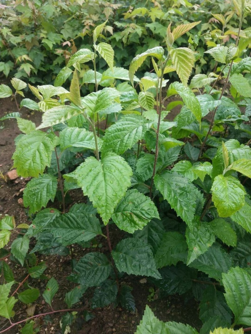 苗农直销水榆花楸1~2年苗，水榆花楸苗花楸苗