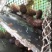 马胆，海胆，马粪海胆，黄胆，紫胆海区批发直供