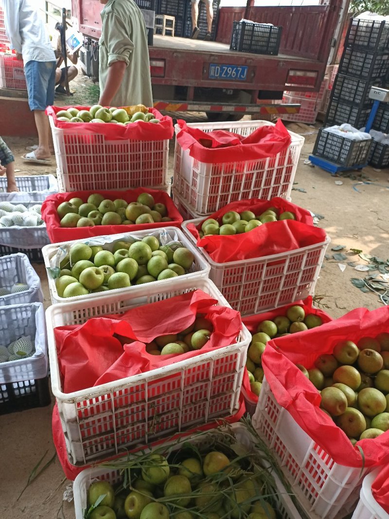 湖北梨翠冠梨大量供应产地直发视频看货