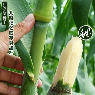 甜高粱种子农家老品种牧草糖绿皮高粱春夏季播北方甜杆小甘蔗
