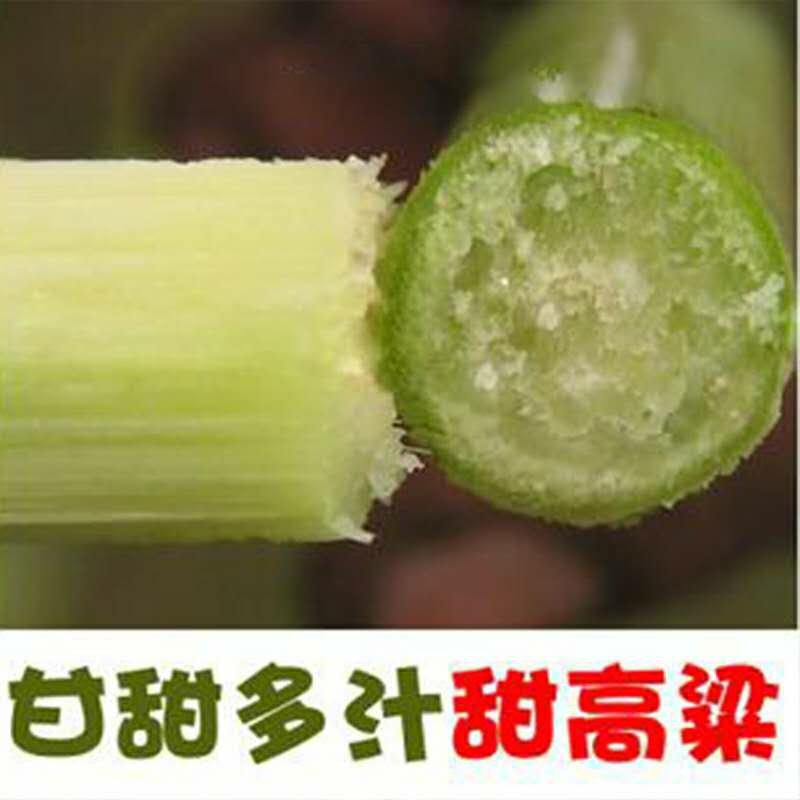 甜高粱种子农家老品种牧草糖绿皮高粱春夏季播北方甜杆小甘蔗