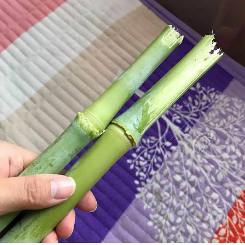 甜高粱种子农家老品种牧草糖绿皮高粱春夏季播北方甜杆小甘蔗