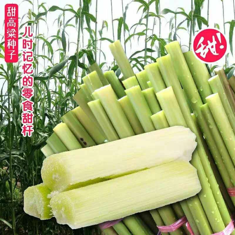 甜高粱种子农家老品种牧草糖绿皮高粱春夏季播北方甜杆小甘蔗