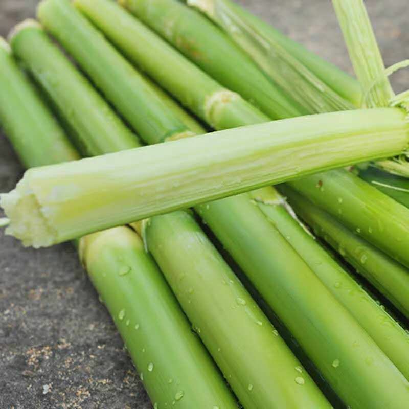 甜高粱种子农家老品种牧草糖绿皮高粱春夏季播北方甜杆小甘蔗