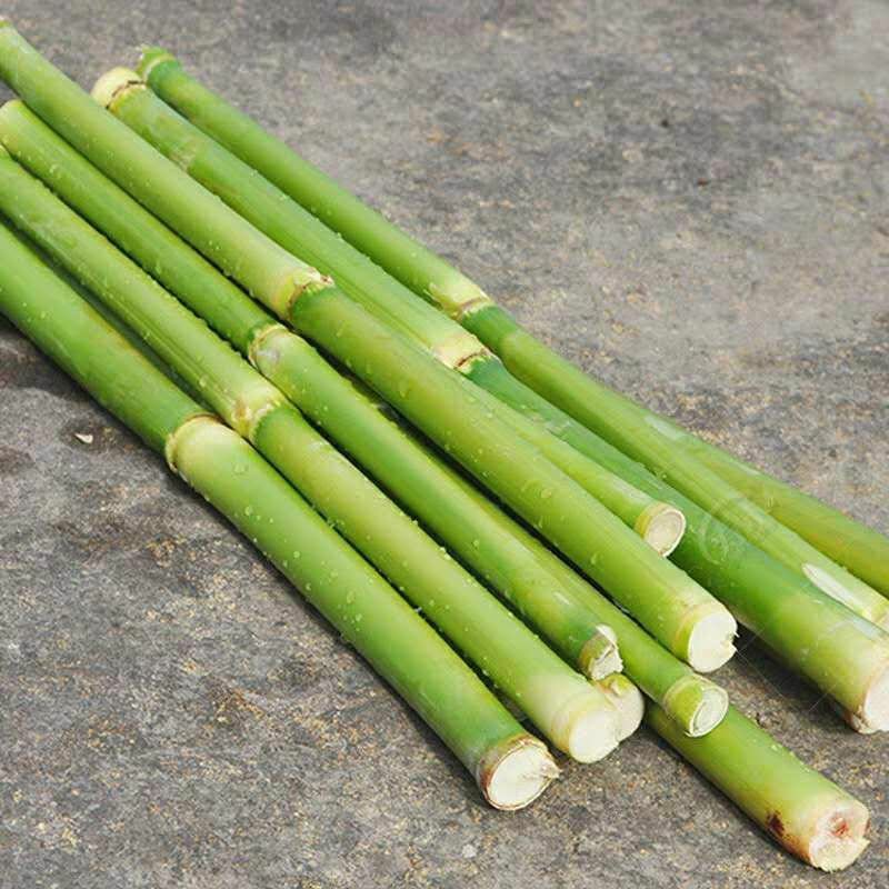 甜高粱种子农家老品种牧草糖绿皮高粱春夏季播北方甜杆小甘蔗