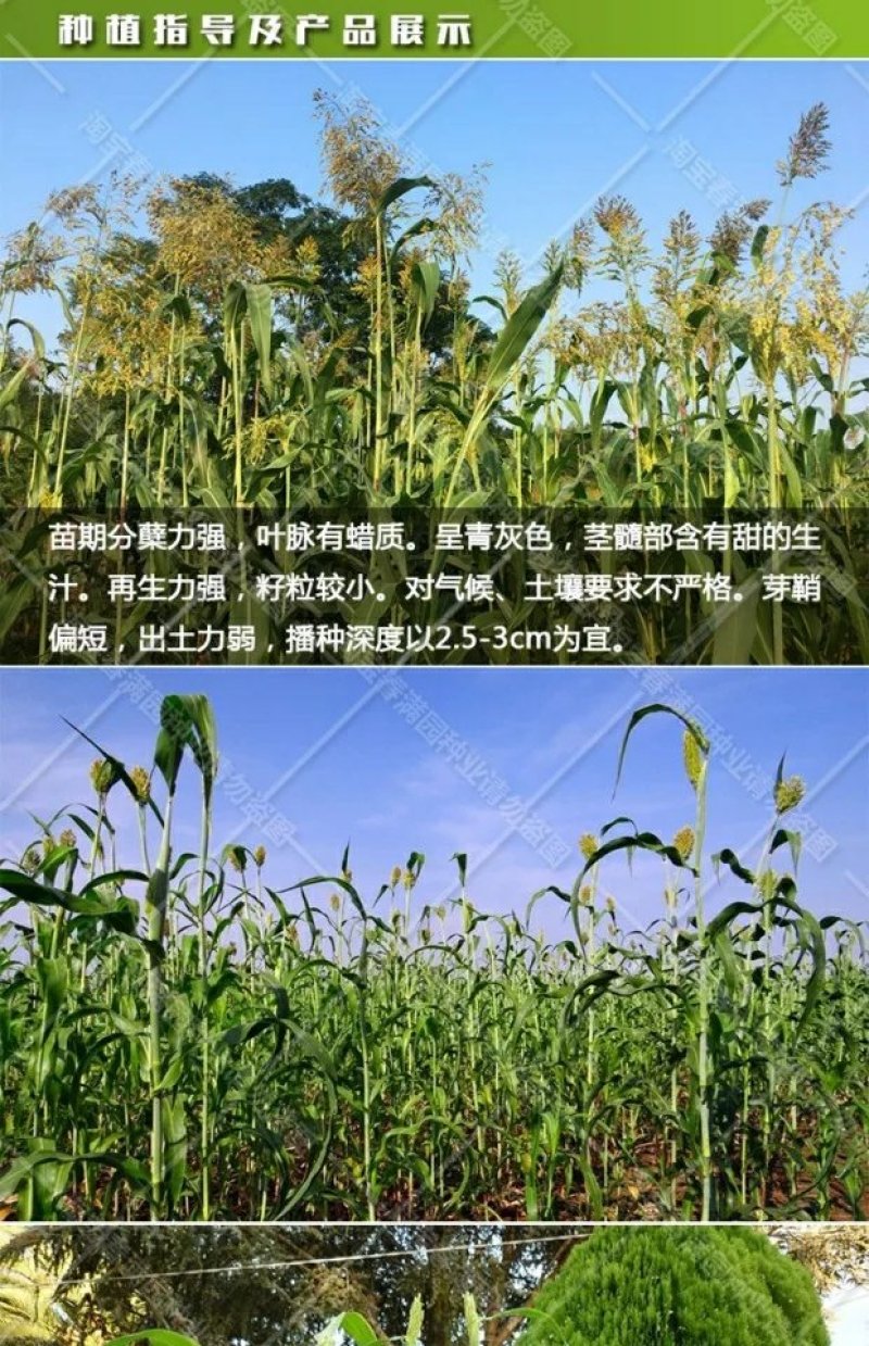 甜高粱种子农家老品种牧草糖绿皮高粱春夏季播北方甜杆小甘蔗