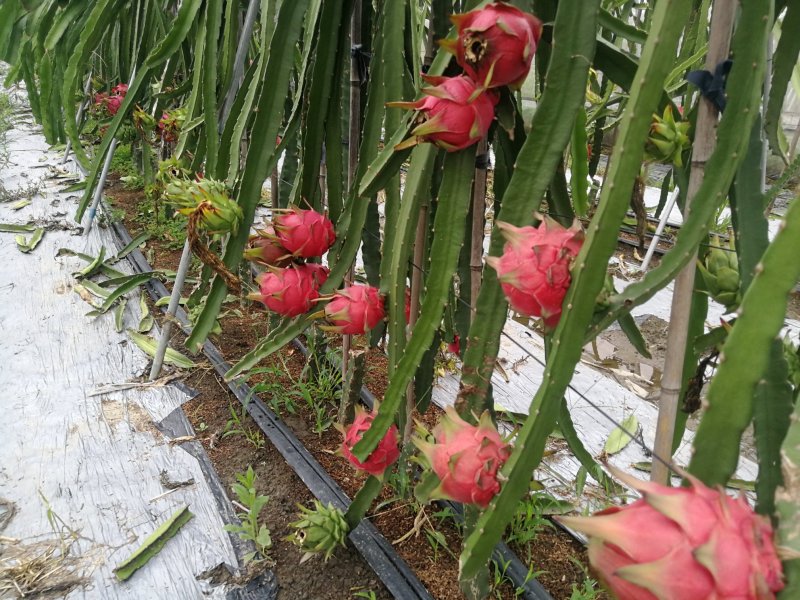 什邡本地产红心火龙果