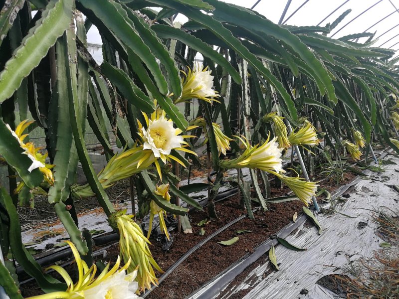 什邡本地产红心火龙果