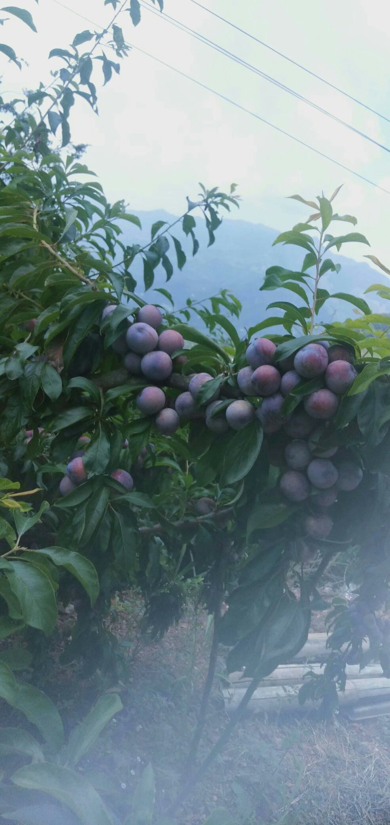 芙蓉李，大量上市中有需要的新老客户前来订购