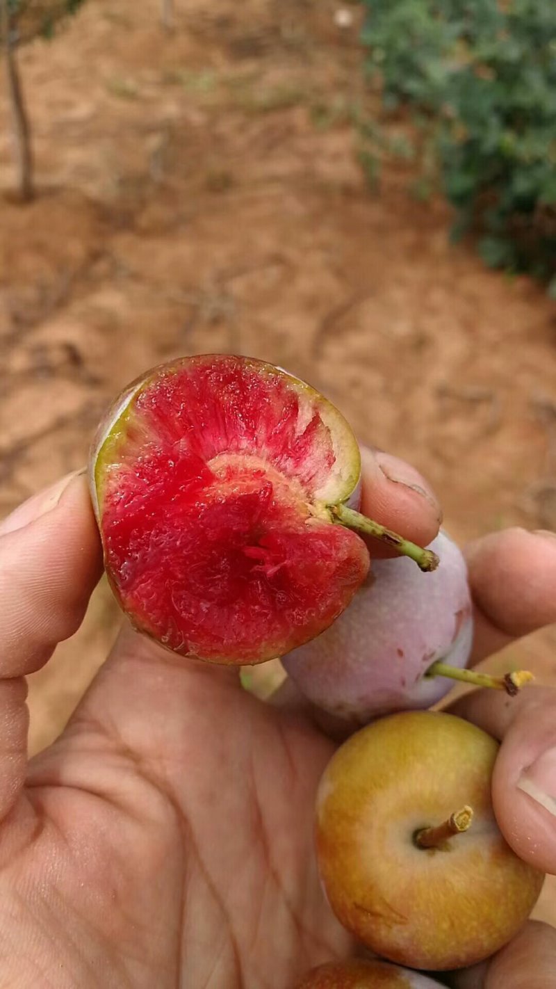 芙蓉李，大量上市中有需要的新老客户前来订购