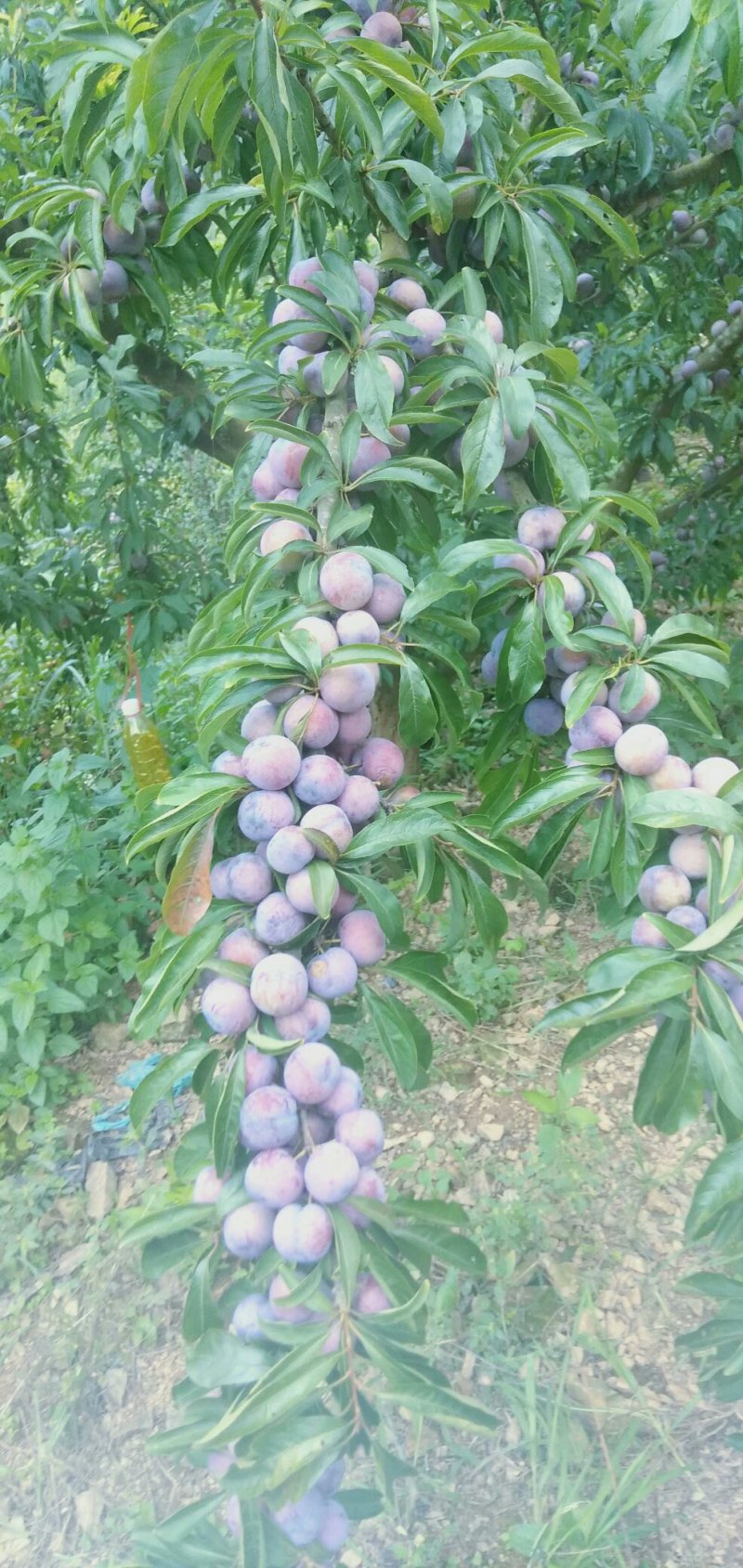 芙蓉李，大量上市中有需要的新老客户前来订购