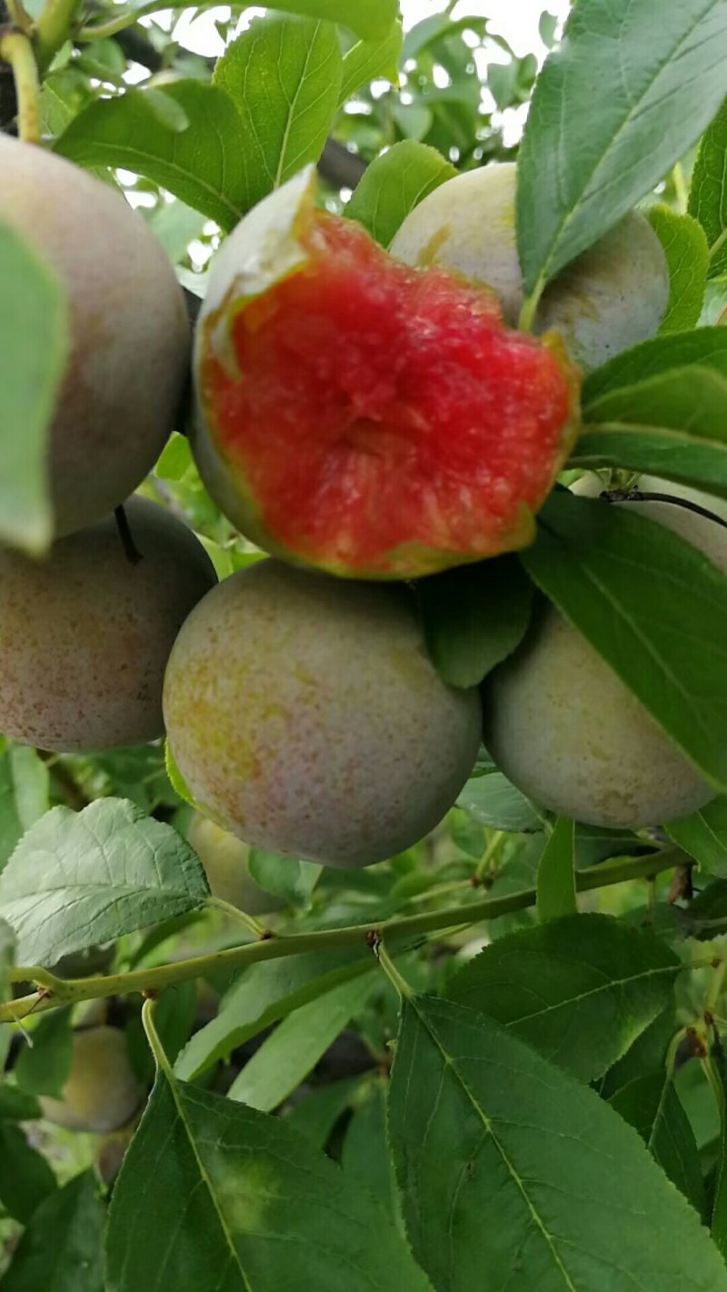 芙蓉李，大量上市中有需要的新老客户前来订购