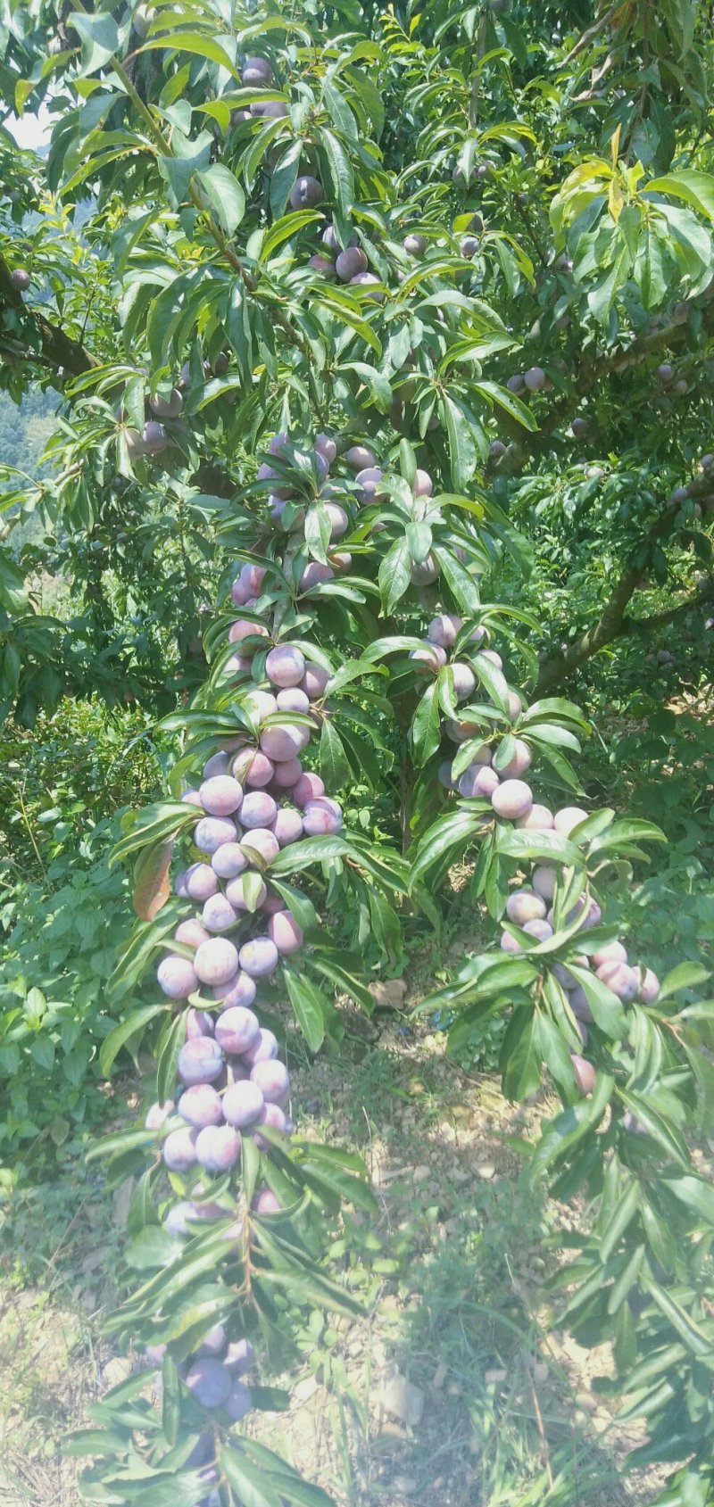 芙蓉李，大量上市中有需要的新老客户前来订购