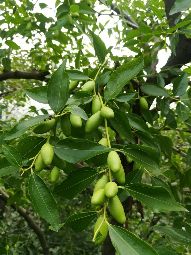 马牙枣，通货，山坡上生涨，诚信为本合作共赢