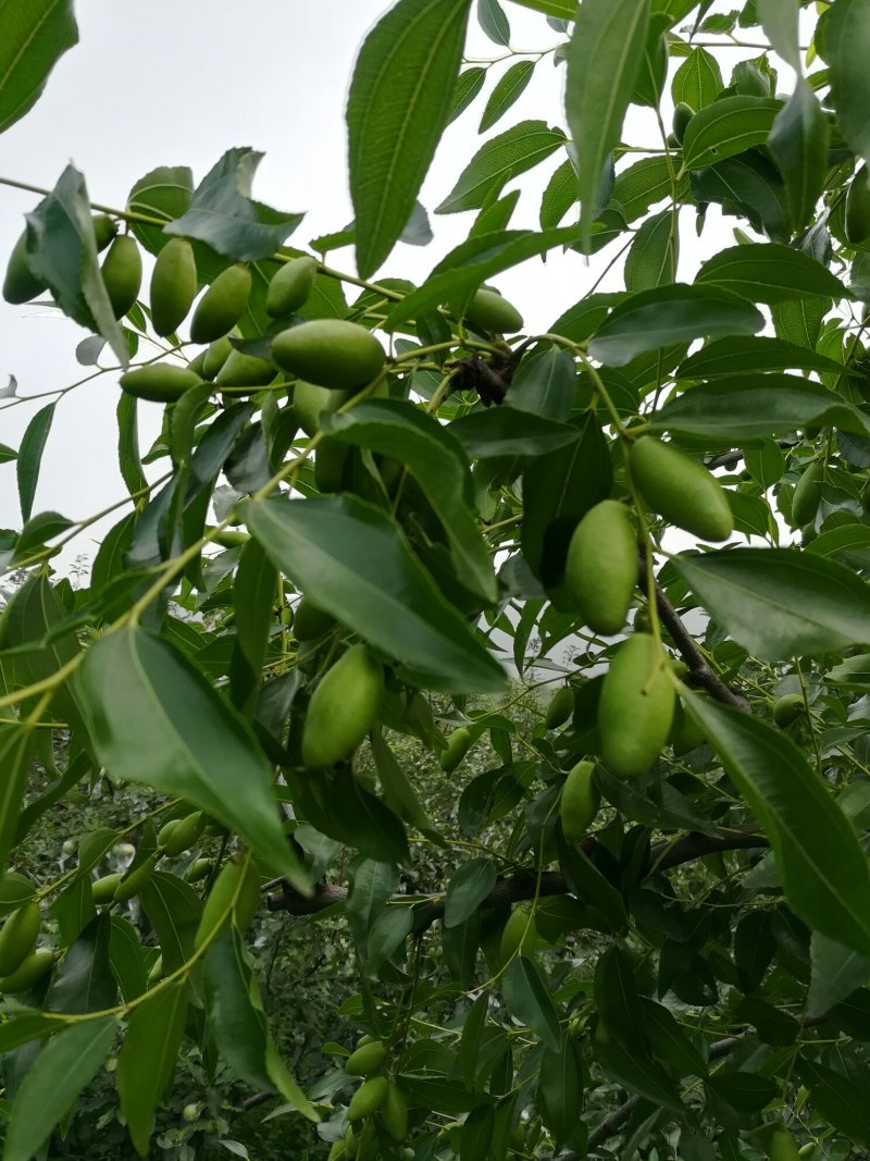 马牙枣，通货，山坡上生涨，诚信为本合作共赢