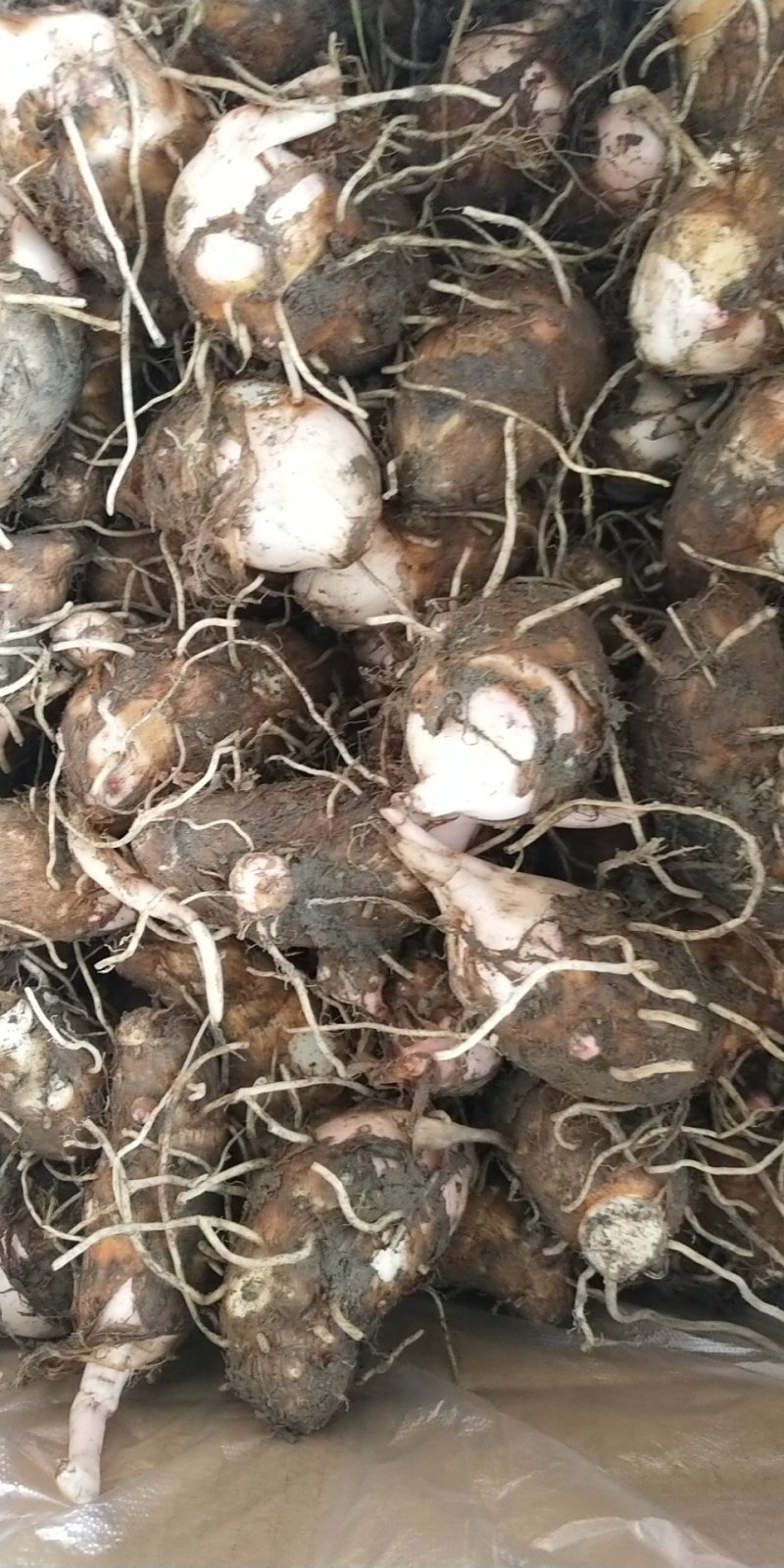 芋头红芽芋江西紫溪红芽芋皮薄肉白口感丰富欢迎电联