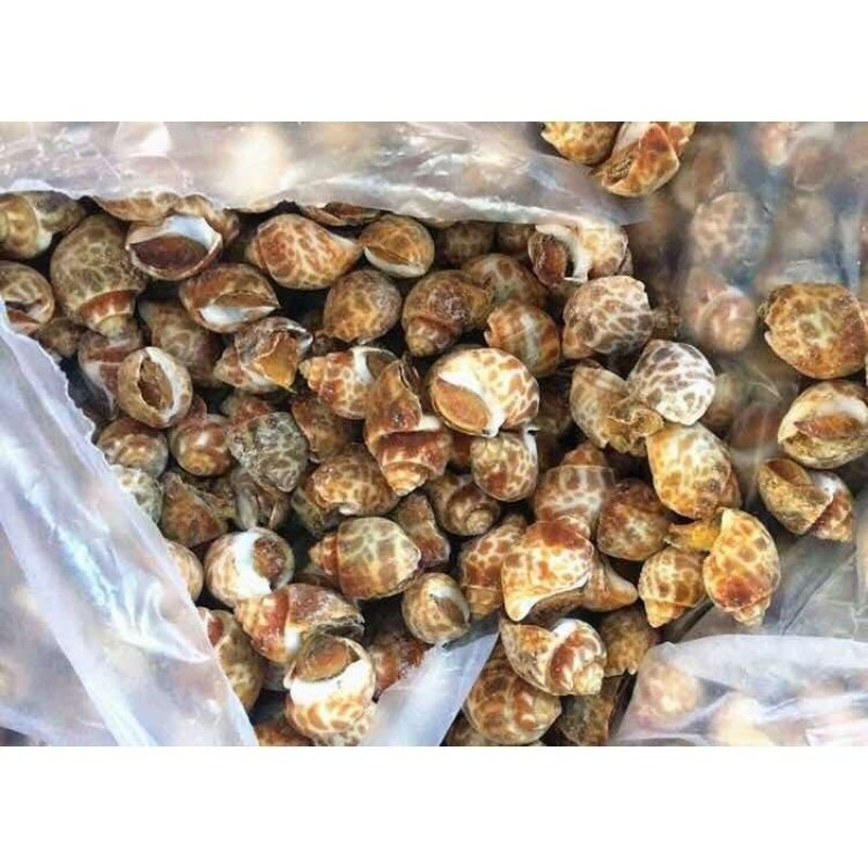 江苏连云港赣榆区花螺鲜活冷冻东风螺水产贝类量大从优全国发货