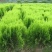 常年批发供应洒金柏球价格优惠，苗圃大量供应