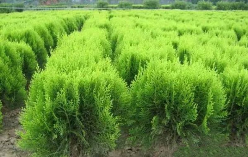常年批发供应洒金柏球价格优惠，苗圃大量供应