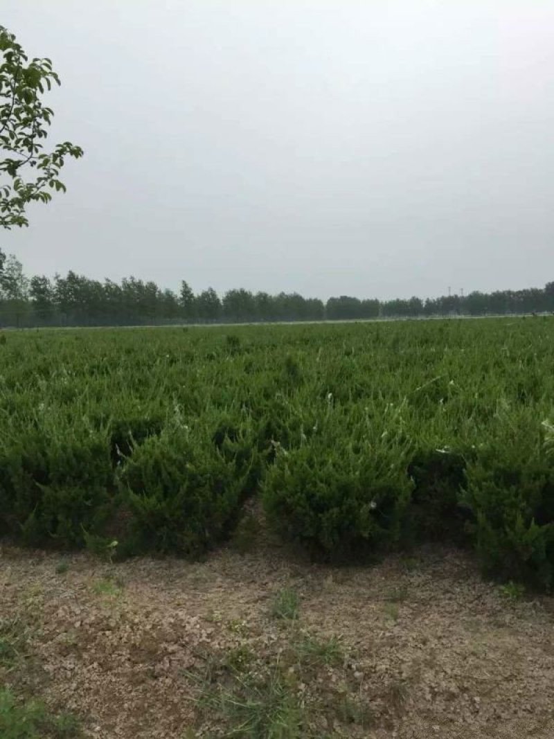 常年批发供应洒金柏球价格优惠，苗圃大量供应