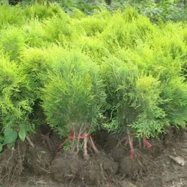 常年批发供应洒金柏球价格优惠，苗圃大量供应