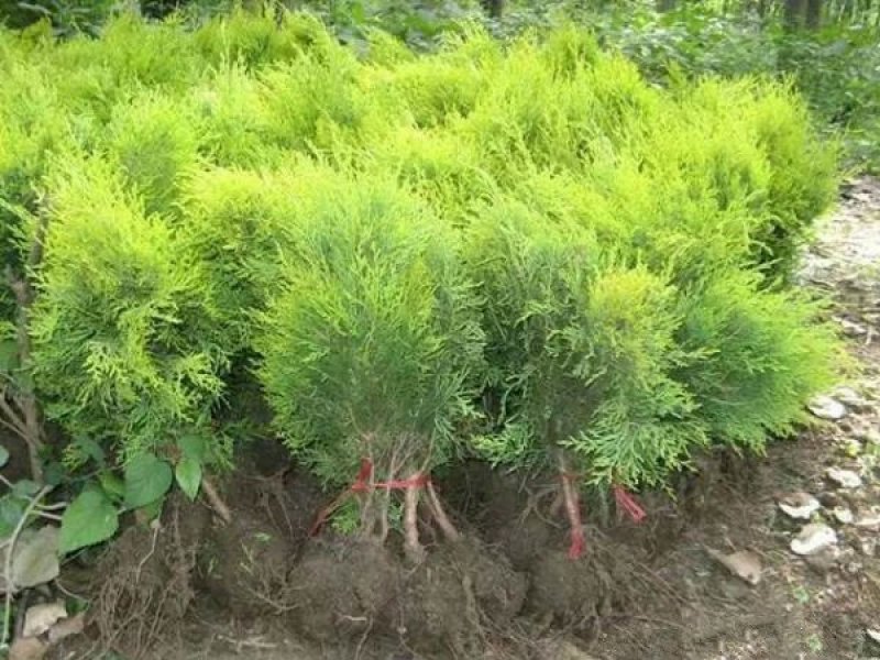 常年批发供应洒金柏球价格优惠，苗圃大量供应