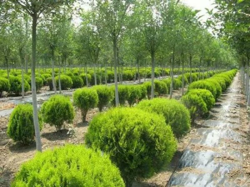 常年批发供应洒金柏球价格优惠，苗圃大量供应