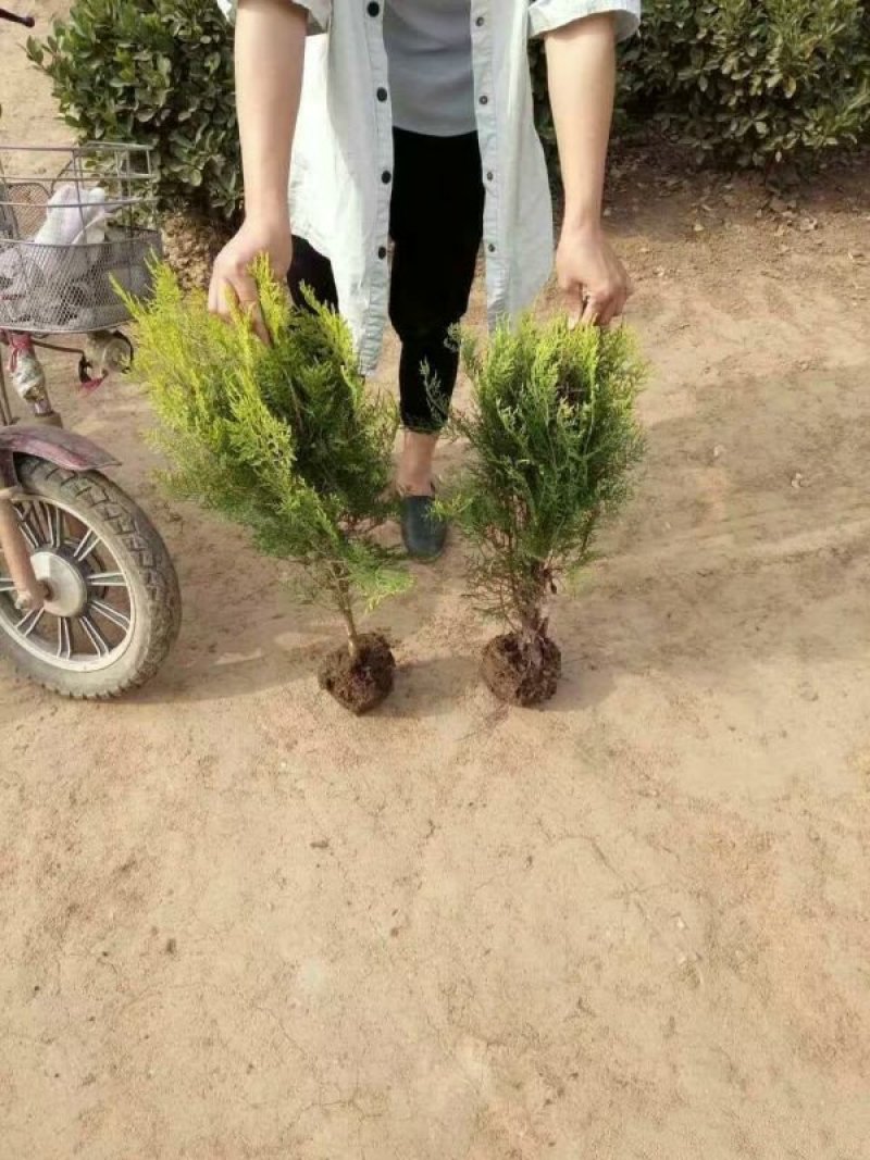 常年批发供应洒金柏球价格优惠，苗圃大量供应