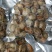 新鲜海鲜鲜扇贝肉鲜活现剥冷冻新鲜瑶贝柱海鲜水产鲜活包邮