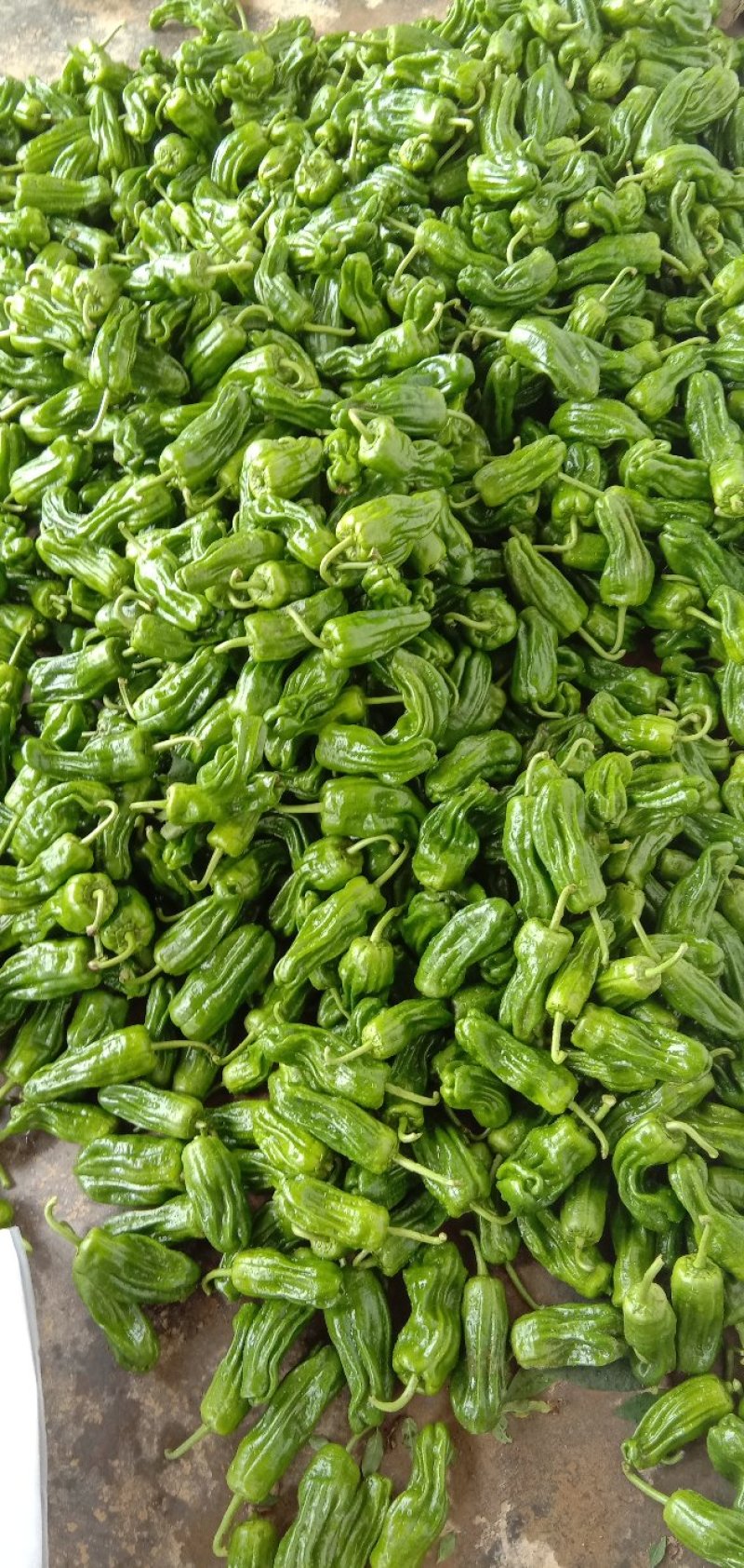鲜辣椒