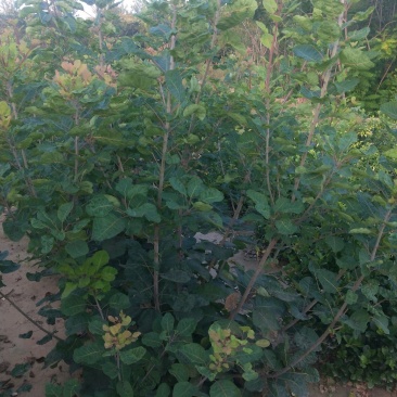 丛生大颗紫丁香：乔灌木，绿化工程苗木