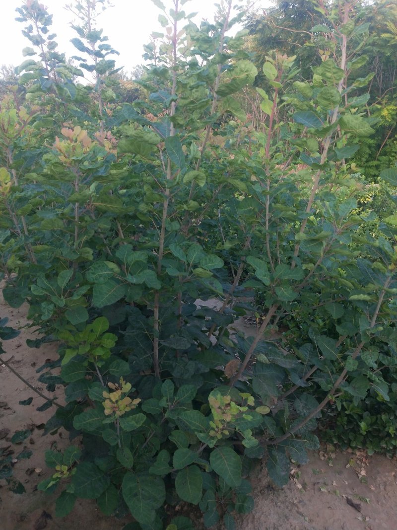 丛生大颗紫丁香：乔灌木，绿化工程苗木