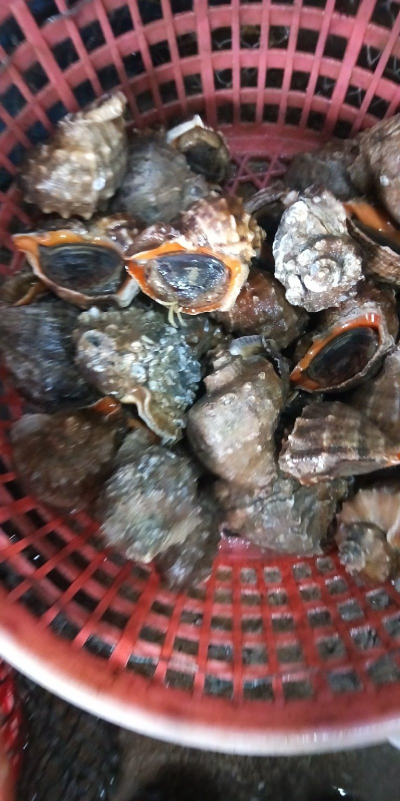 海螺当天现捕地笼大海螺鲜活水产深海捕捞大小规格