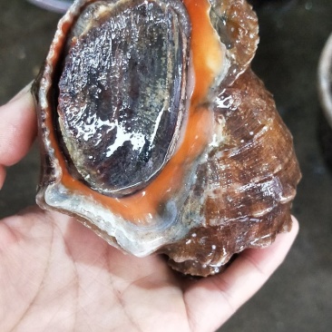 海螺当天现捕地笼大海螺鲜活水产深海捕捞大小规格